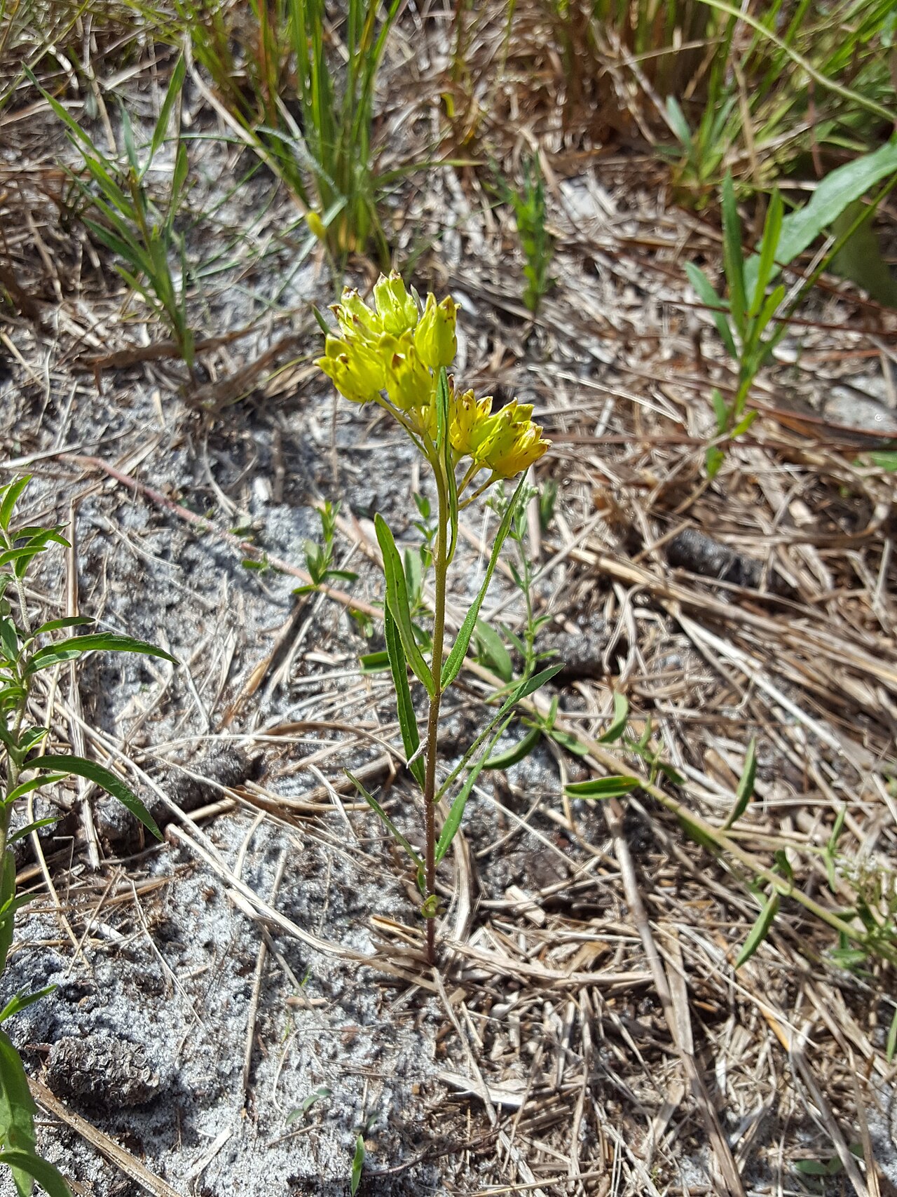 Savannah milkweed: Savannah milkweed ( Asclepias pedicellata ) in the United States