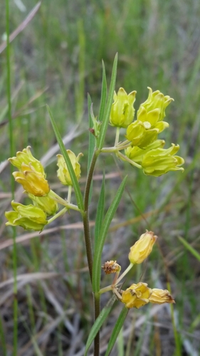 Savannah milkweed (Asclepias pedicellata)