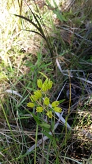 Savannah milkweed (Asclepias pedicellata)