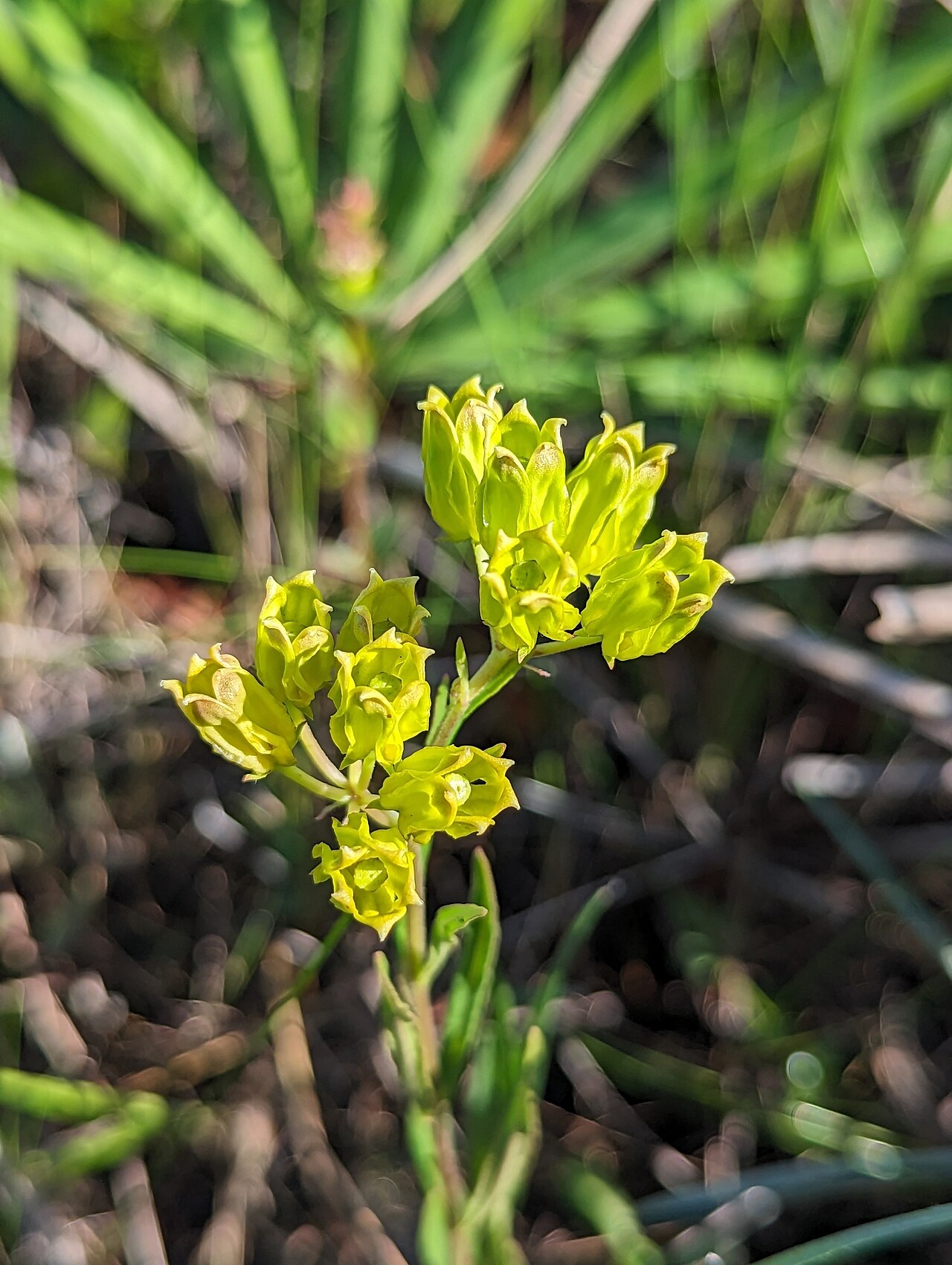 Savannah milkweed: savannah milkweed