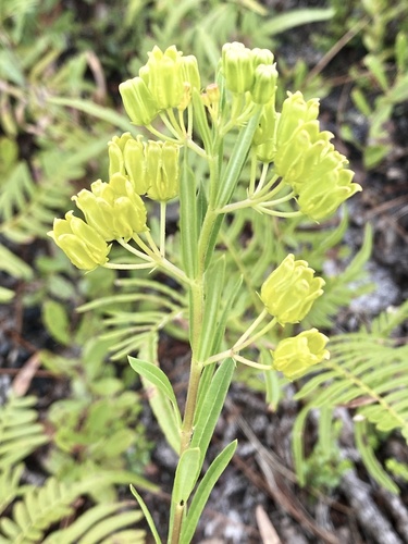 Savannah milkweed (Asclepias pedicellata)