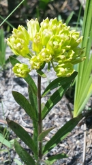 Savannah milkweed (Asclepias pedicellata)