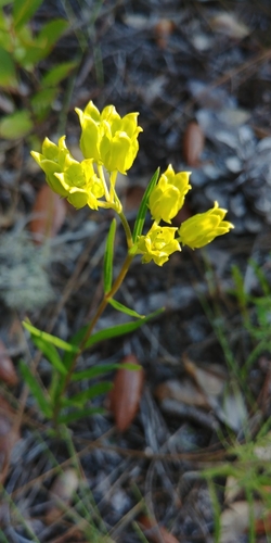Savannah milkweed (Asclepias pedicellata)