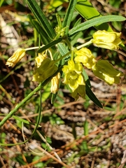 Savannah milkweed (Asclepias pedicellata)