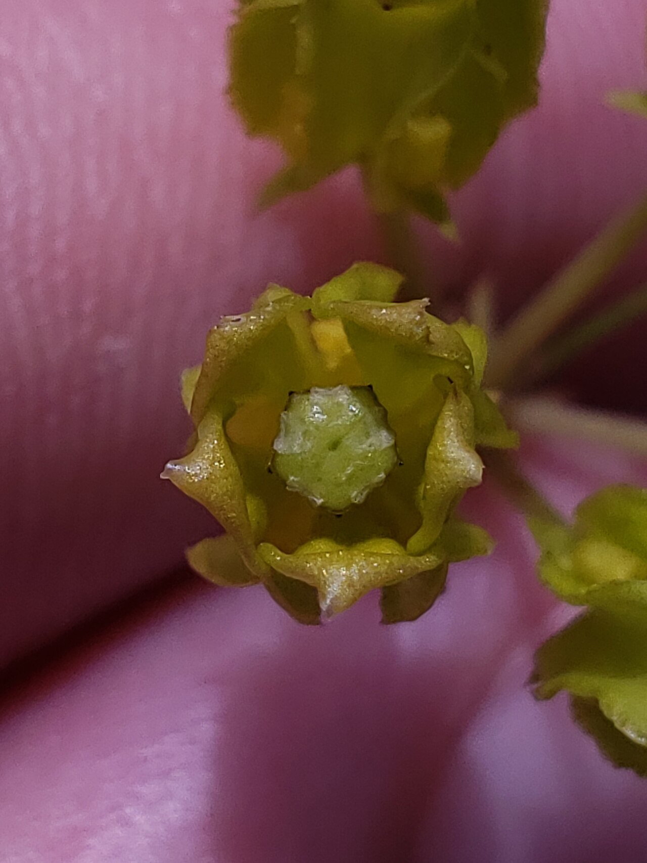 Savannah milkweed: Savannah milkweed ( Asclepias pedicellata ) in the United States