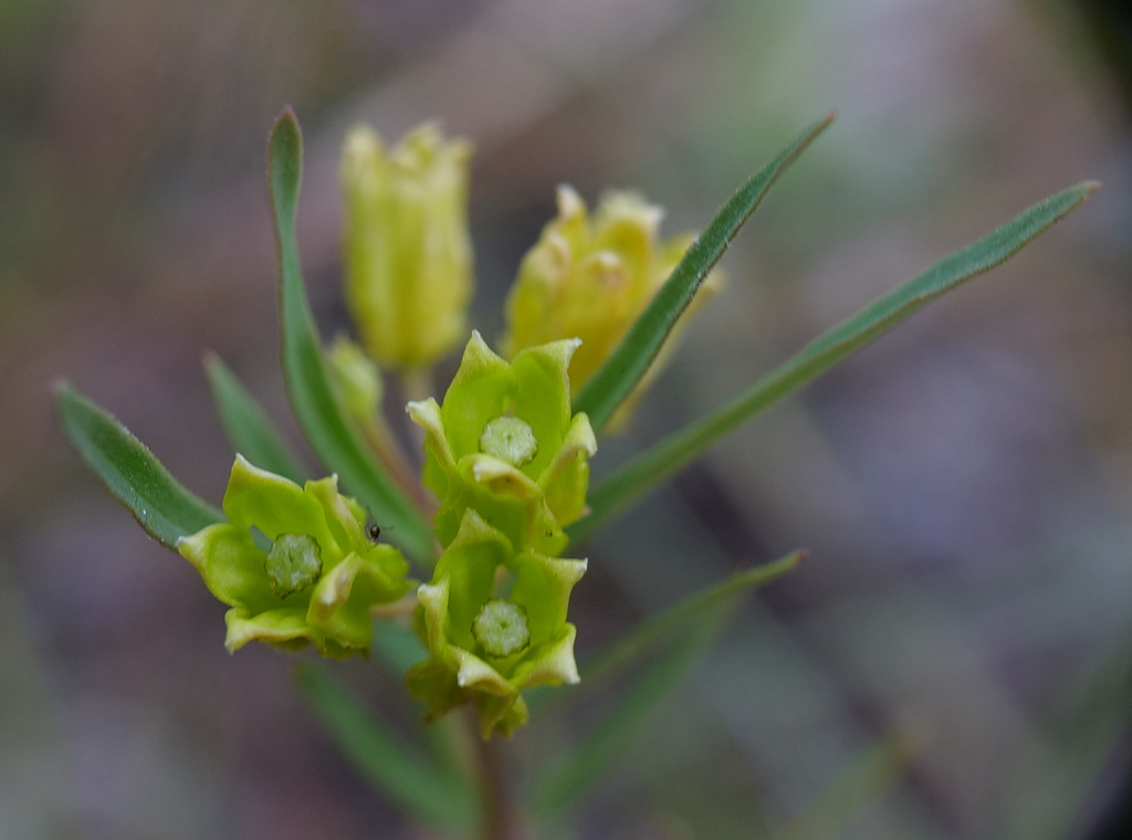 Savannah milkweed (Asclepias pedicellata)