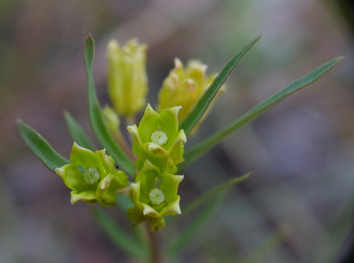 Savannah milkweed (Asclepias pedicellata)