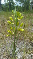 Savannah milkweed (Asclepias pedicellata)
