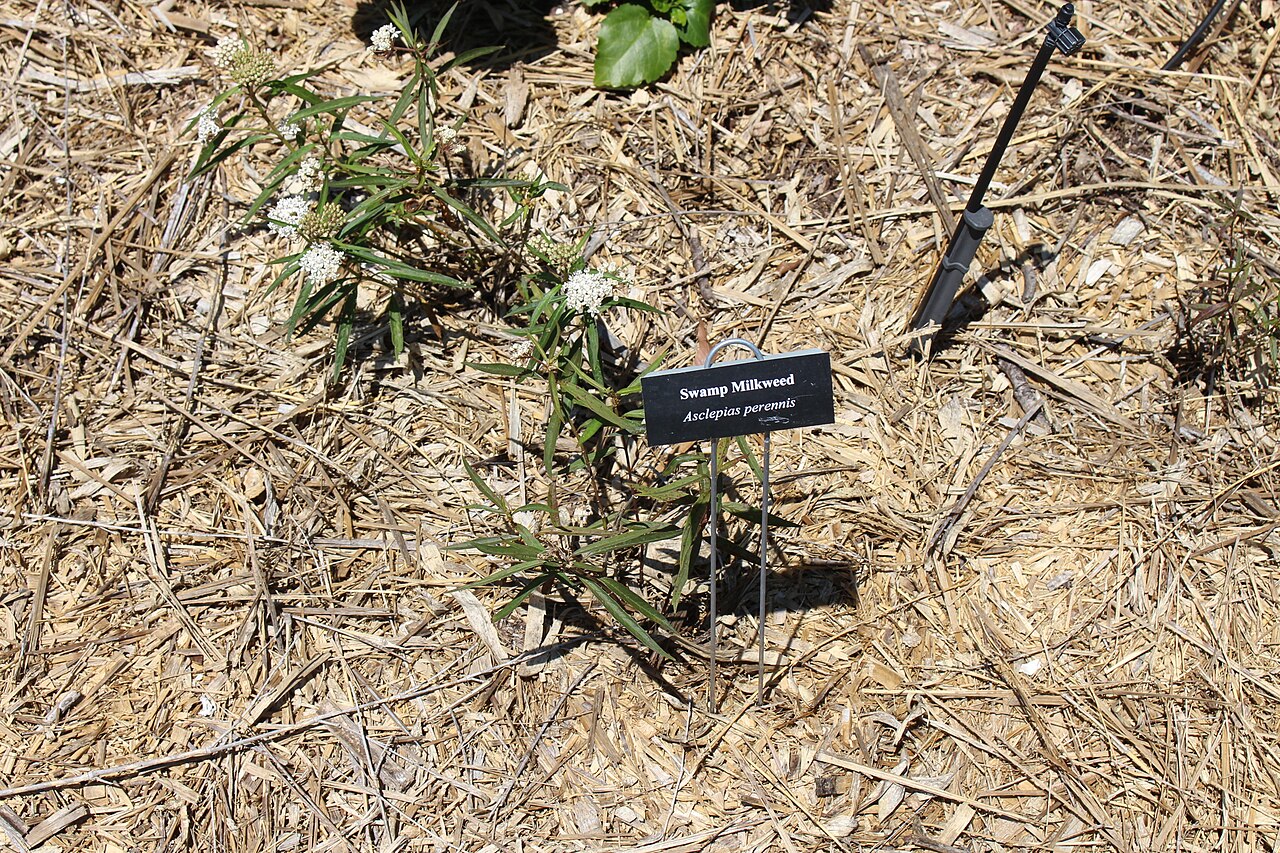 Aquatic milkweed: Coastal Georgia Botanical Gardens, Savannah, Chatham County, Georgia