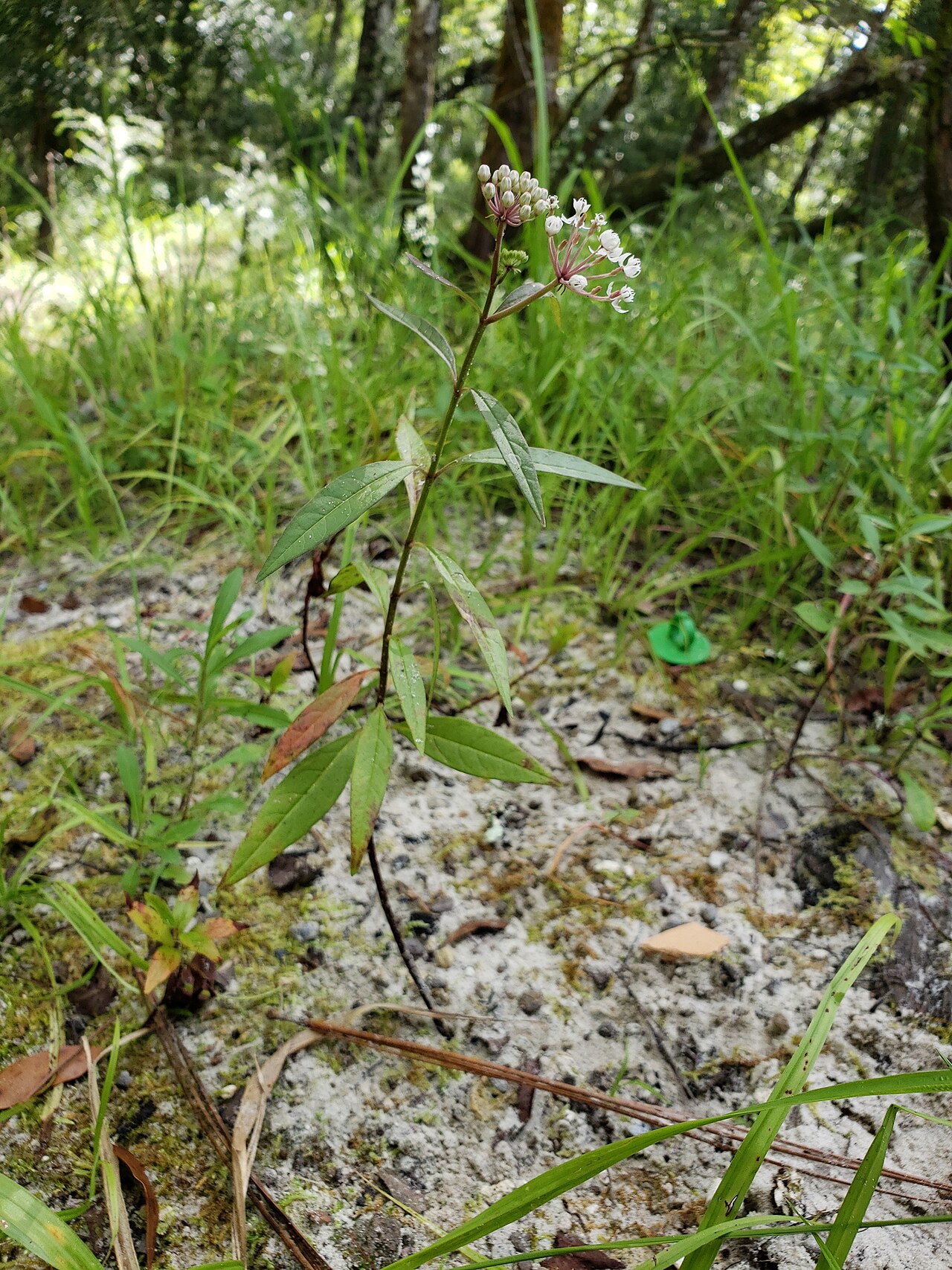 Aquatic milkweed: Aquatic Milkweed ( Asclepias perennis ) in the United States