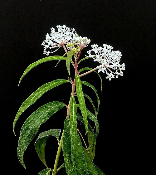 Aquatic milkweed: Asc. perennis - Grown by Pat Mahon