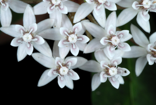 Aquatic milkweed (Asclepias perennis)