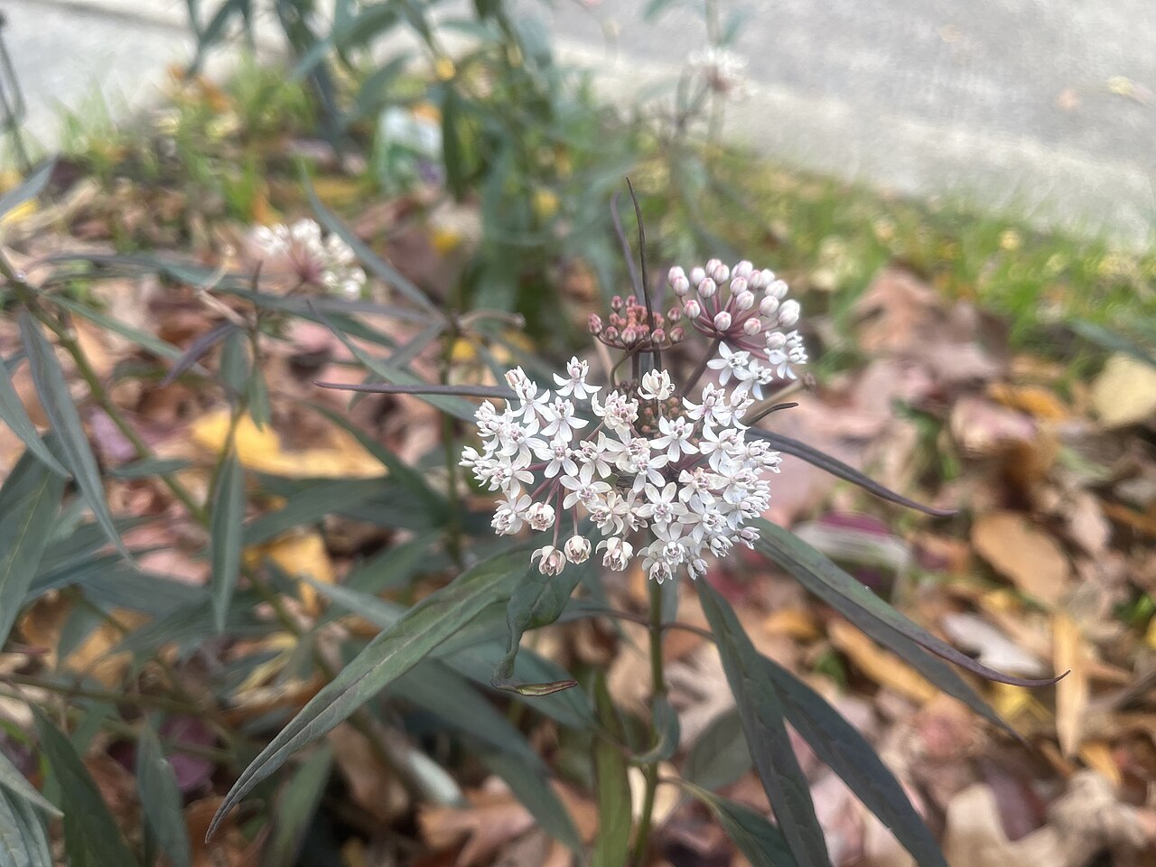 Aquatic milkweed: Asclepias perennis, Washington, D.C., November 2025