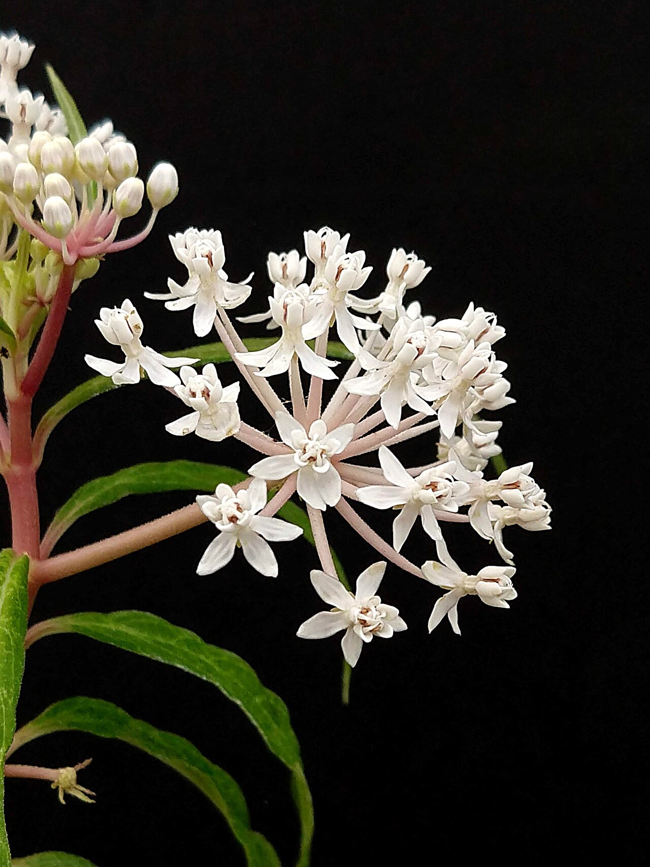 Aquatic milkweed: Asc. perennis
