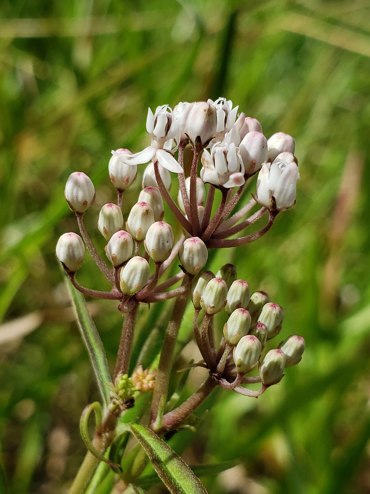 Aquatic milkweed: Aquatic Milkweed ( Asclepias perennis ) in the United States