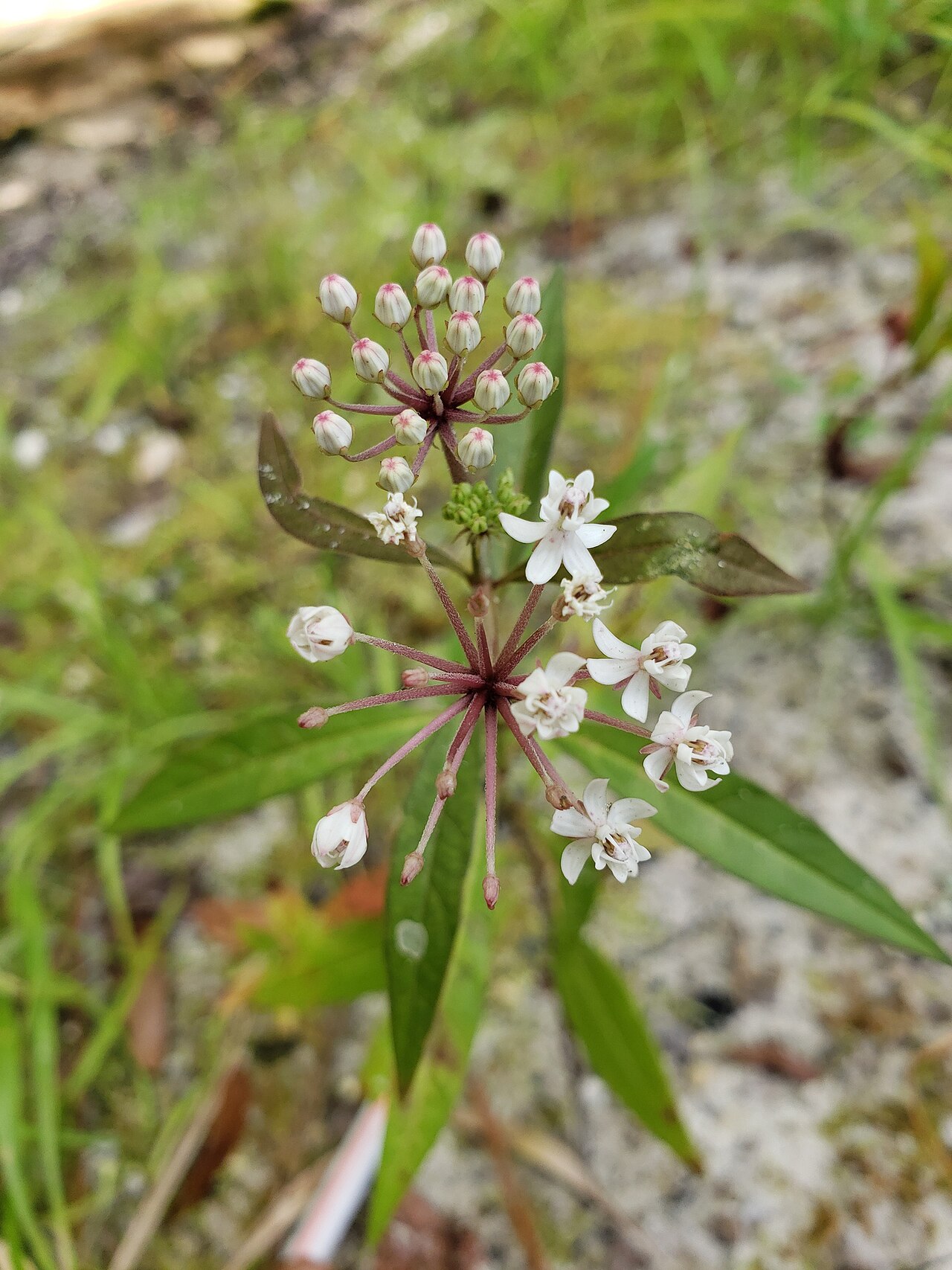 Aquatic milkweed: Aquatic Milkweed ( Asclepias perennis ) in the United States