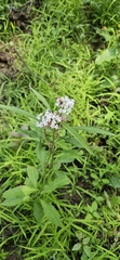 Aquatic milkweed (Asclepias perennis)