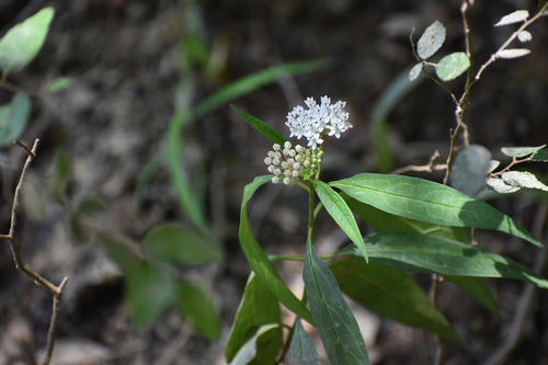 Aquatic milkweed (Asclepias perennis)