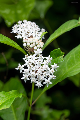 Aquatic milkweed (Asclepias perennis)