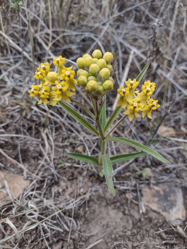 Asclepias pilgeriana (Asclepias pilgeriana)