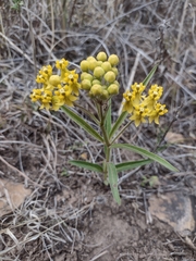 Asclepias pilgeriana (Asclepias pilgeriana)
