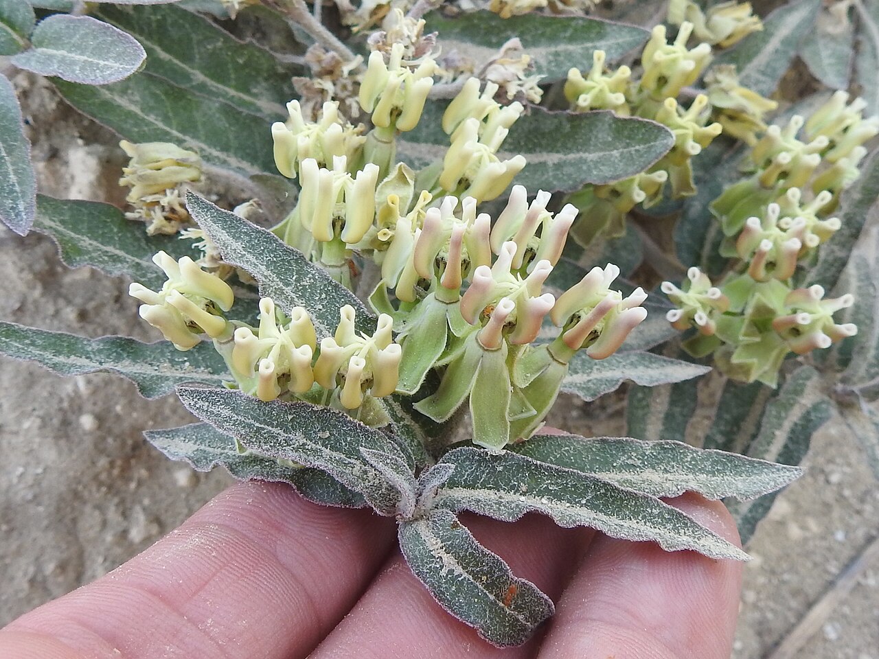 Prostrate milkweed: The flowers and foliage of Asclepias prostrata