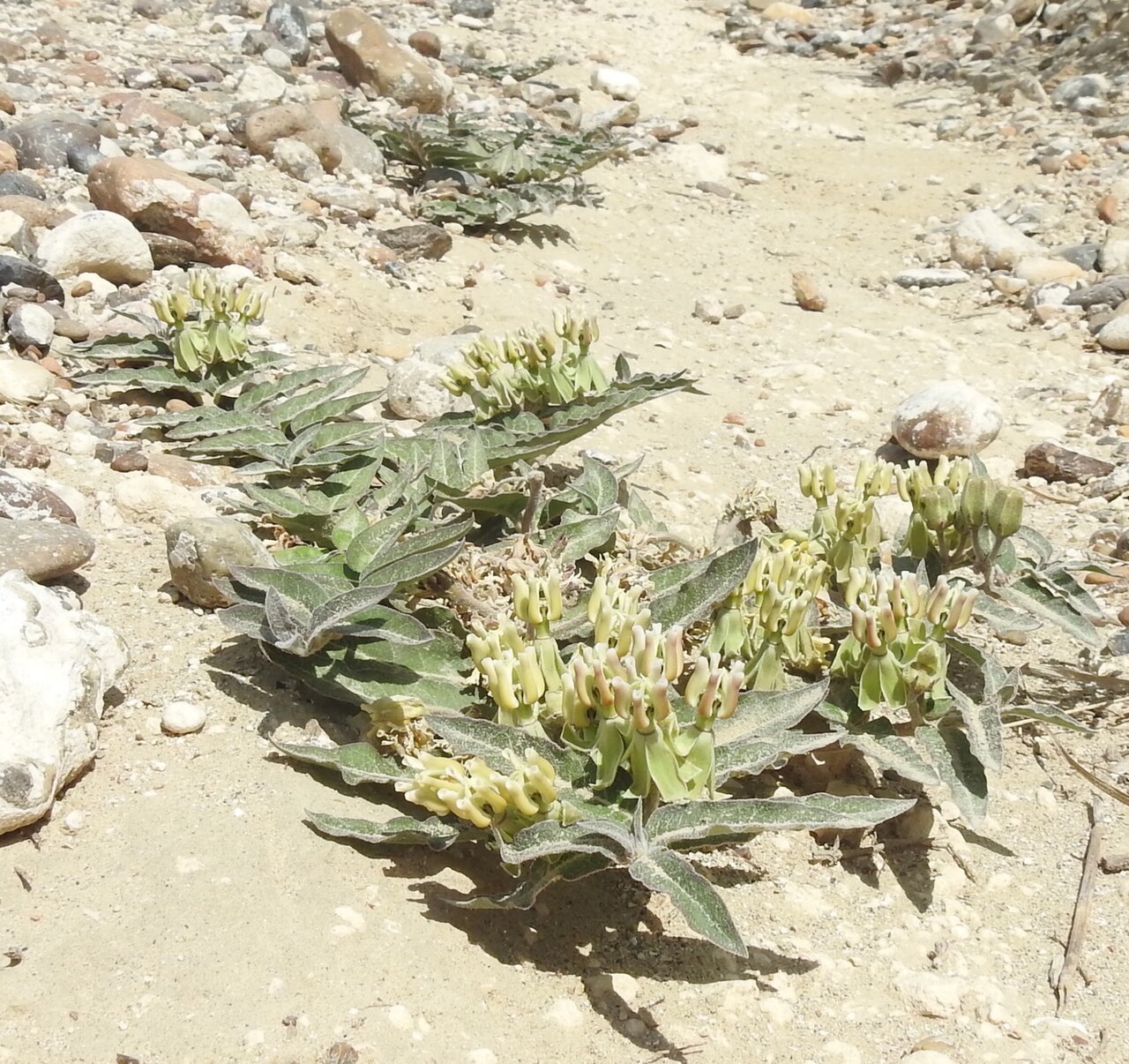 Prostrate milkweed: Several plants of Asclepias prostrata growing in the habitat in Texas