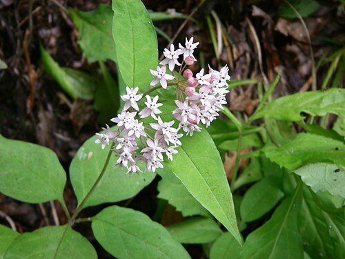 Four-leaf milkweed: Asclepias quadrifolia (four leaf milkweed) flower