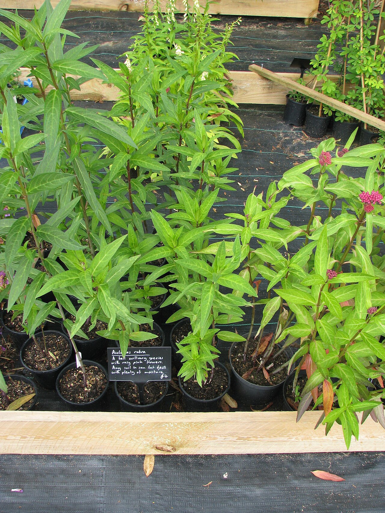 Red milkweed: This year's A.purpurascens seedlings, very vigorous on the left, last year's A.rubra, shorter, in the middle and my old pots of incarnata in flower on the right