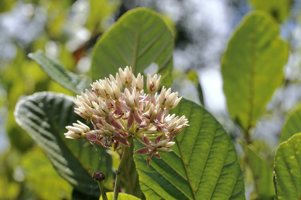 Red milkweed: Red milkweed, Gus Engeling WMA, Anderson County, July 2021