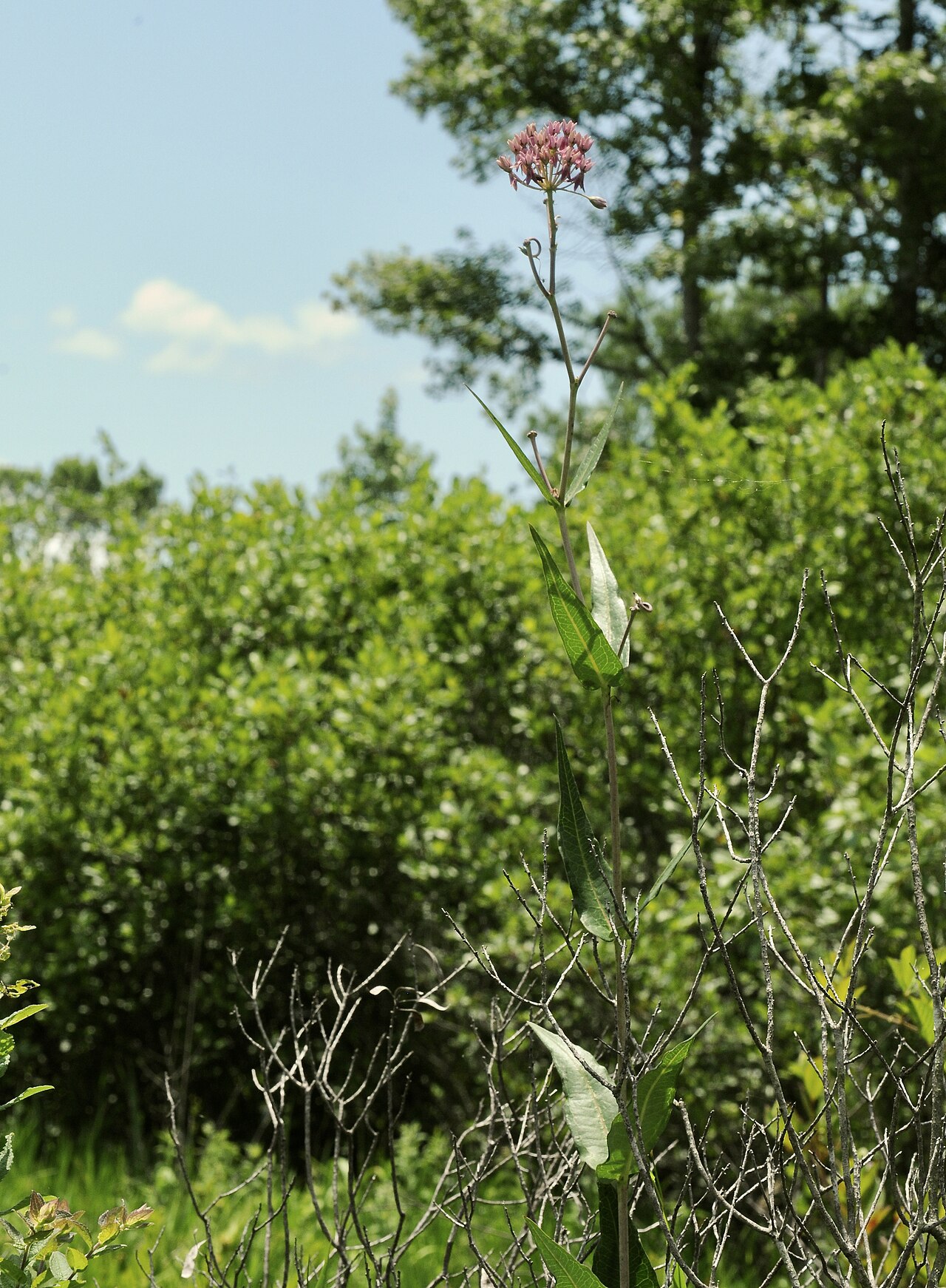 Red milkweed: Red milkweed, Gus Engeling WMA, Anderson County, July 2021