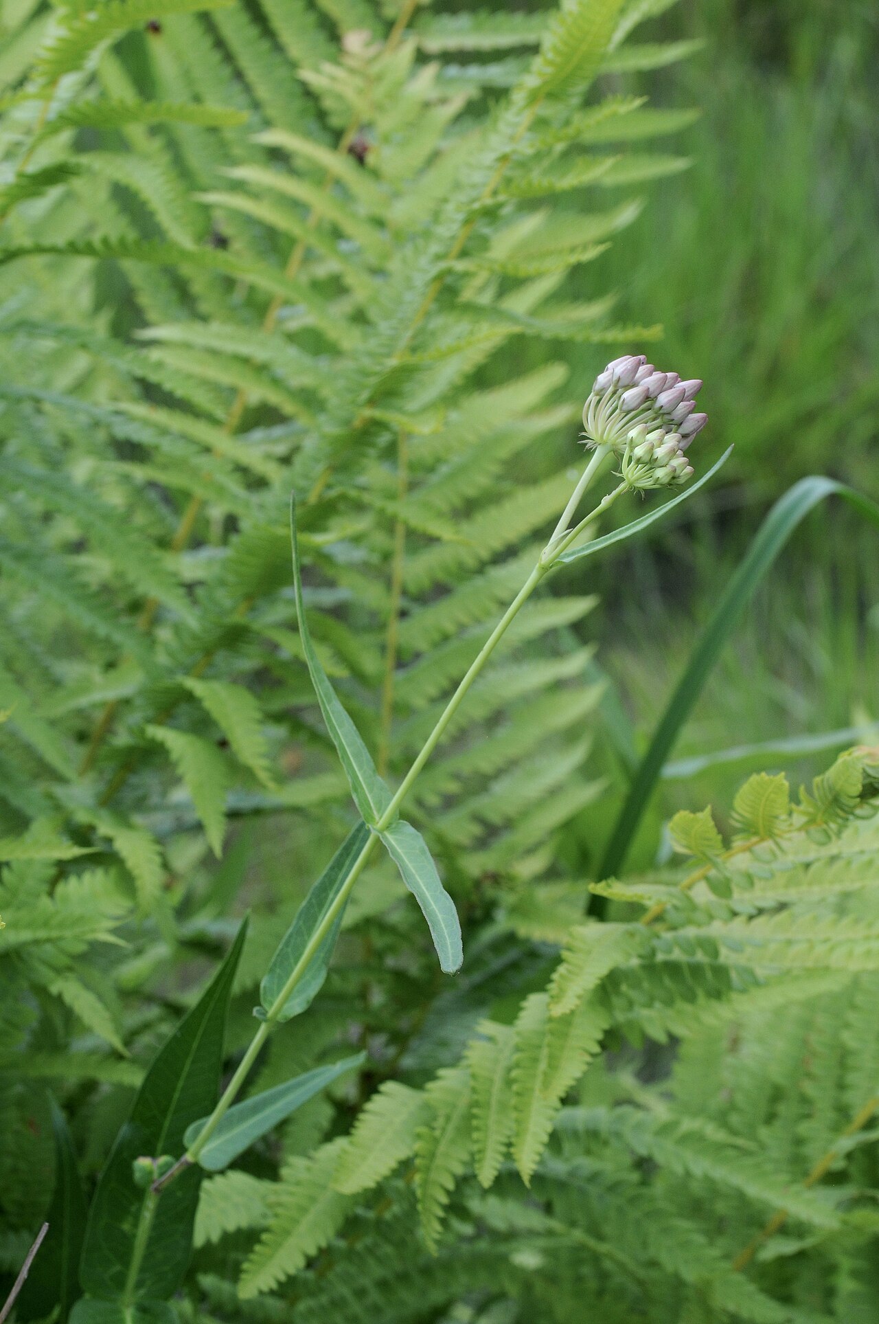 Red milkweed: Red milkweed, Cinnamon fern, Gus Engeling WMA, Anderson County, July 2021