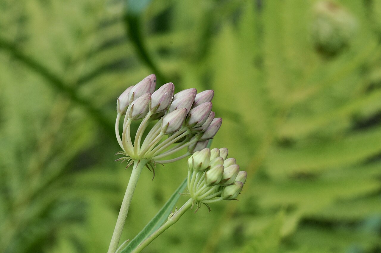 Red milkweed: Red milkweed, Gus Engeling WMA, Anderson County, July 2021