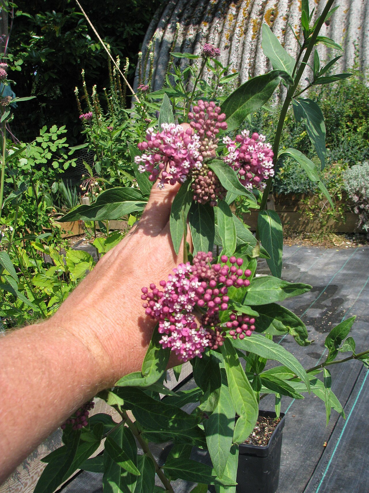 Red milkweed: The two together for comparison. The former is marginally shorter.