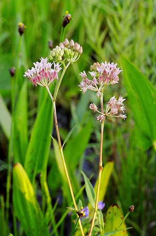 Red milkweed: Red milkweed, Allen Acres Garden, Cravens, Vernon Parish, Louisiana, July 2005