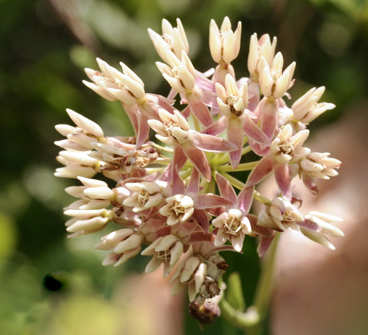 Red milkweed: Red milkweed, Gus Engeling WMA, Anderson County, July 2021