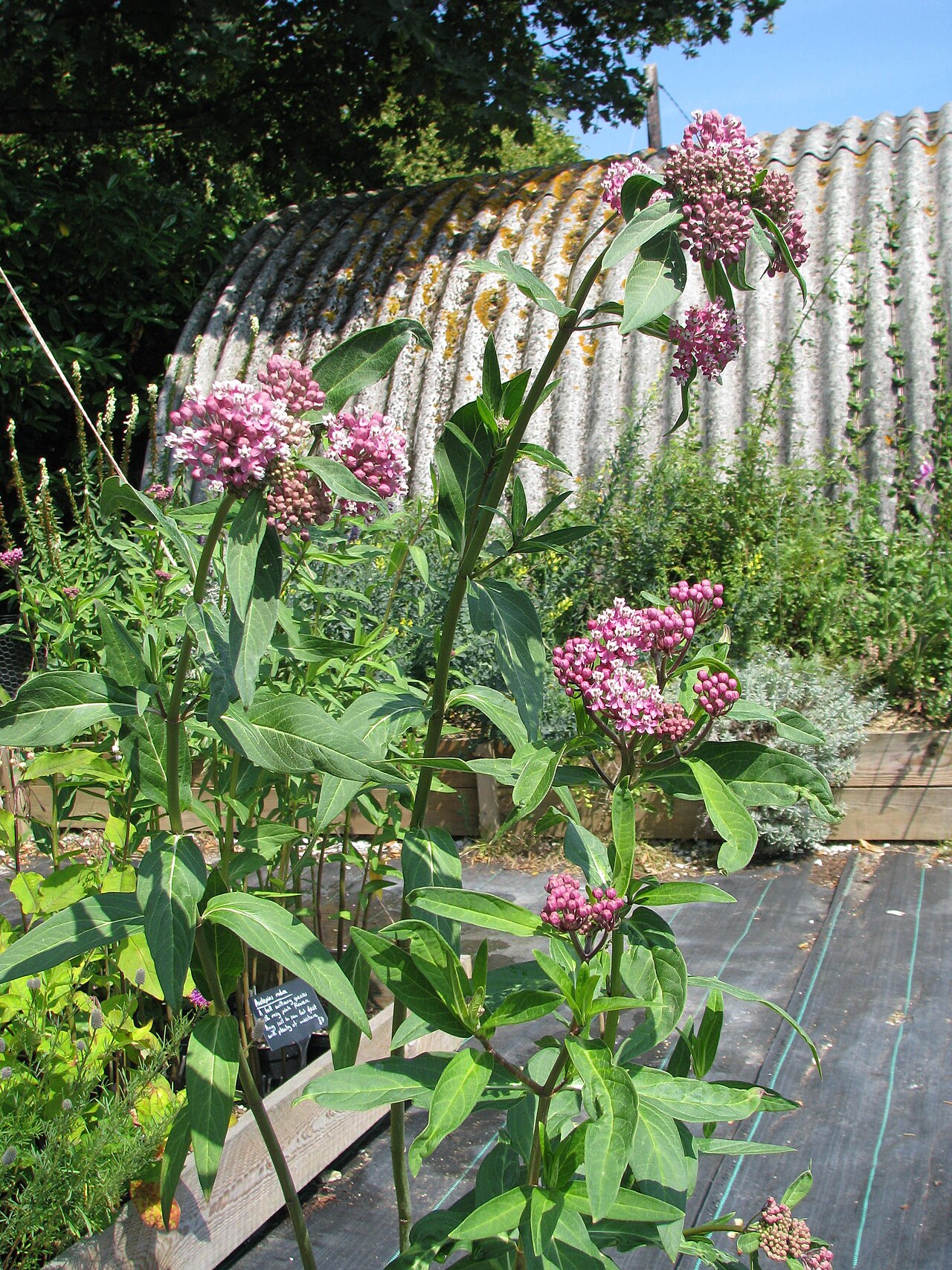 Red milkweed: Neither identification is certain. Both are very like forms of the popular incarnata.