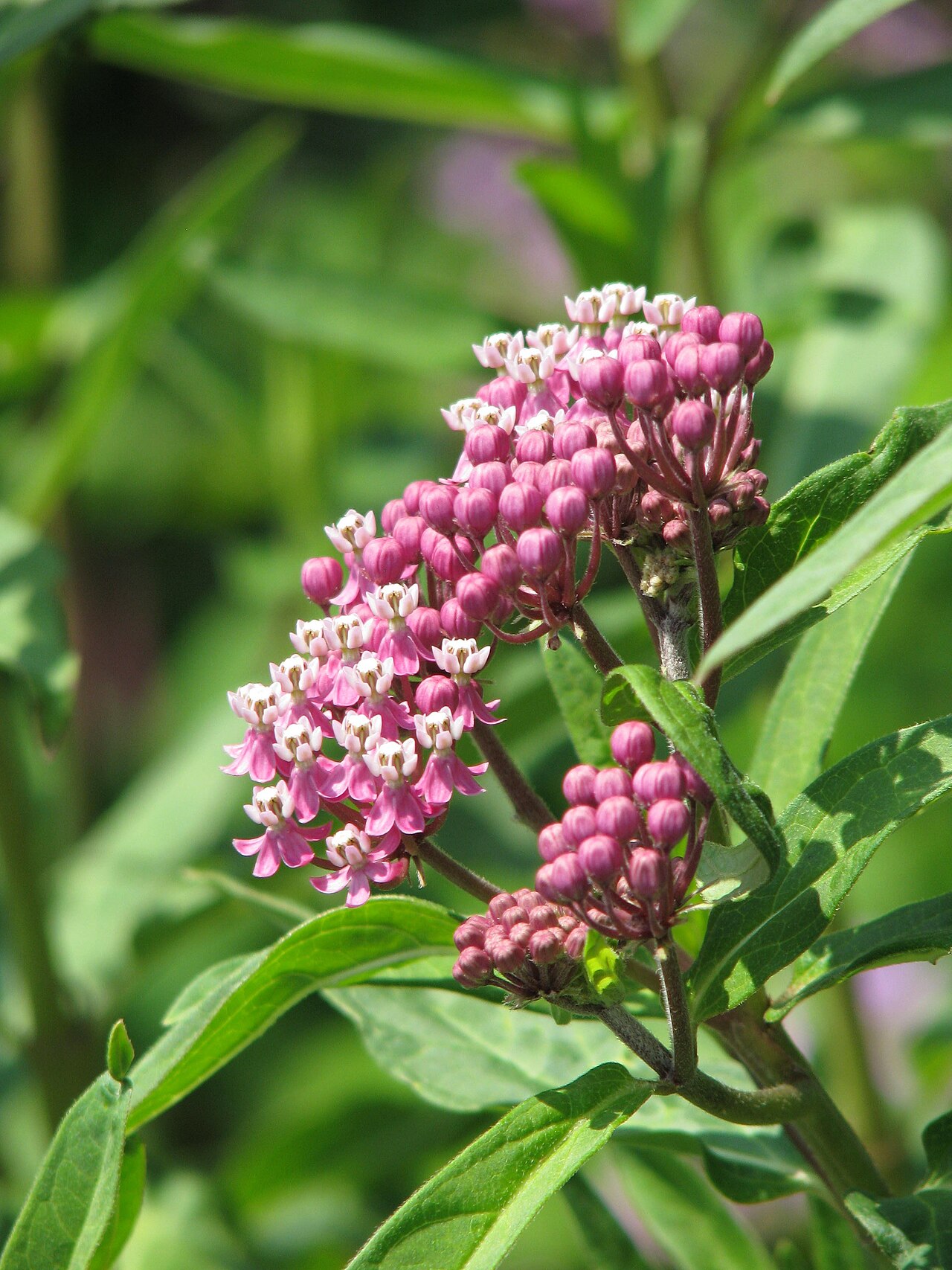 Red milkweed: Asclepias rubra