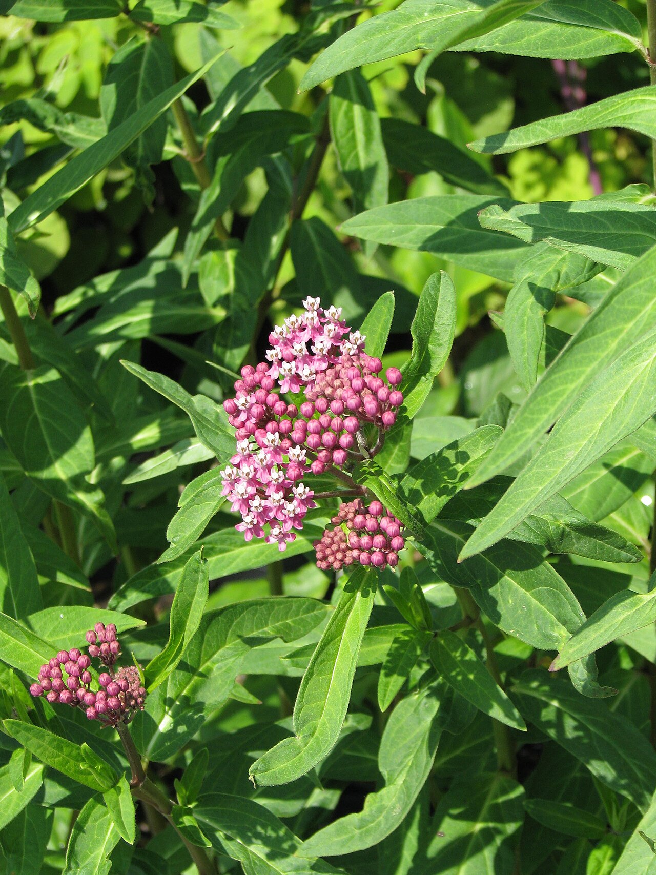 Red milkweed: Asclepias rubra