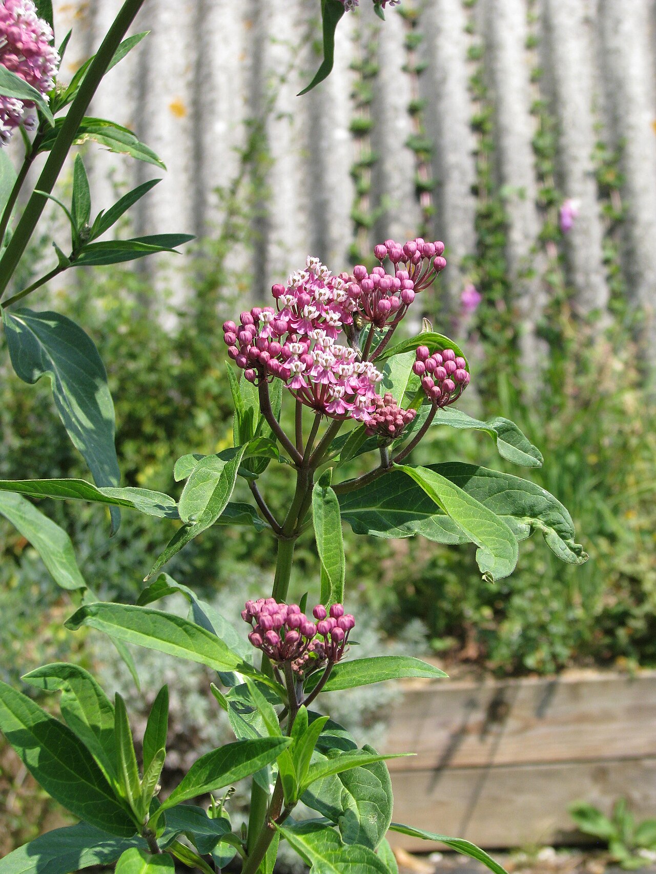 Red milkweed: The one sent as 'rubra' has flowers of a warmer hue and fresher green foliage.