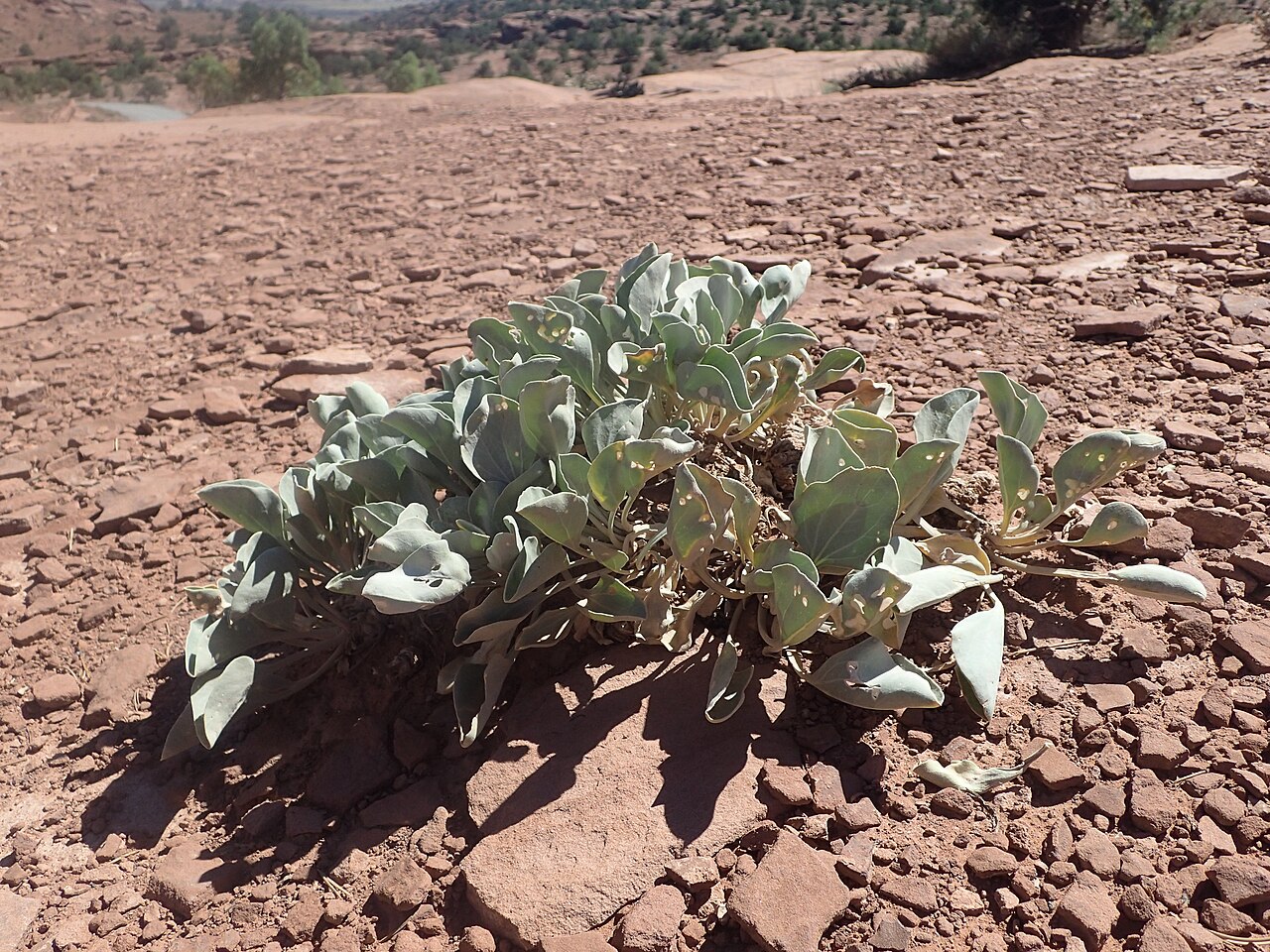 Asclepias ruthiae: Asclepias uncialis subsp. ruthiae at Panorama Point by Mummy Cliff, Utah, USA