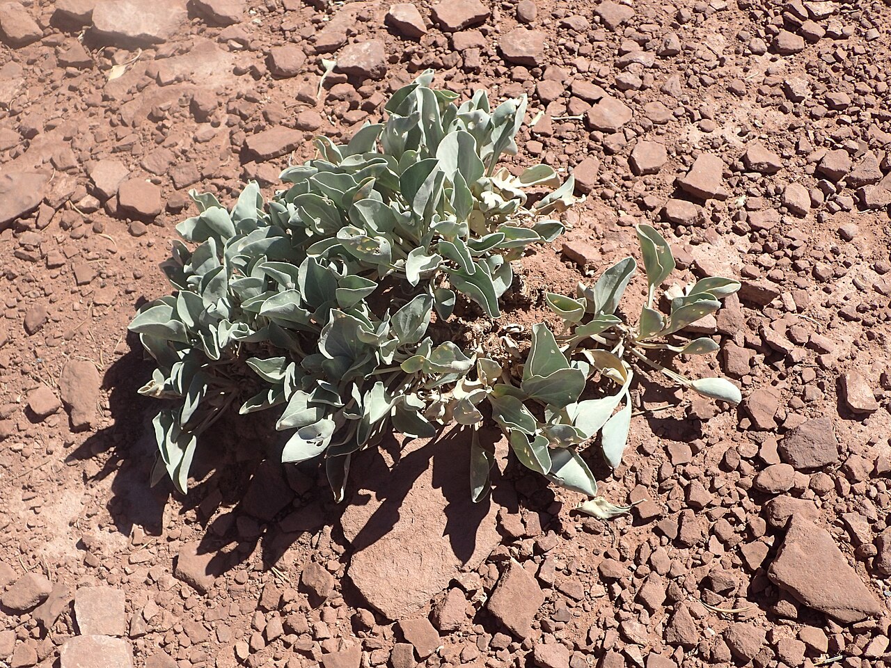 Asclepias ruthiae: Asclepias uncialis subsp. ruthiae at Panorama Point by Mummy Cliff, Utah, USA