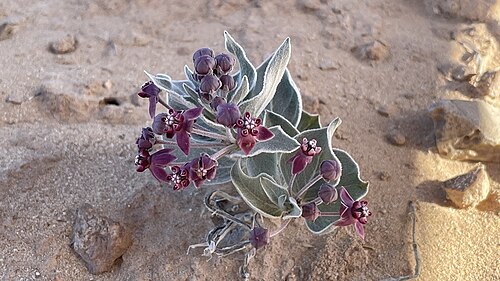 Asclepias ruthiae: Asclepias ruthiae in flower