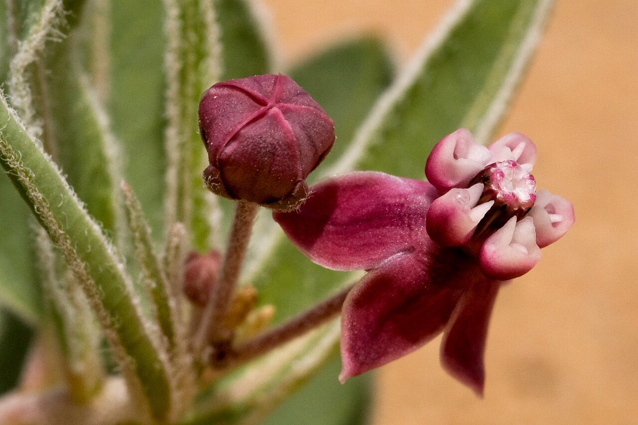 Asclepias sanjuanensis: Flower