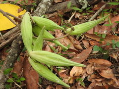 Asclepias similis (Asclepias similis)