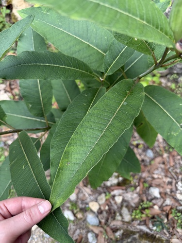 Asclepias similis (Asclepias similis)