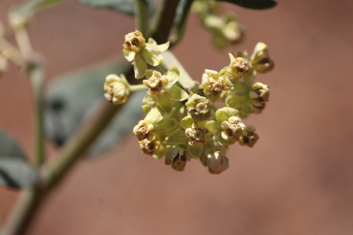 Asclepias similis (Asclepias similis)