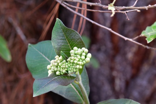 Asclepias similis (Asclepias similis)