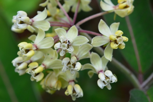 Asclepias similis (Asclepias similis)
