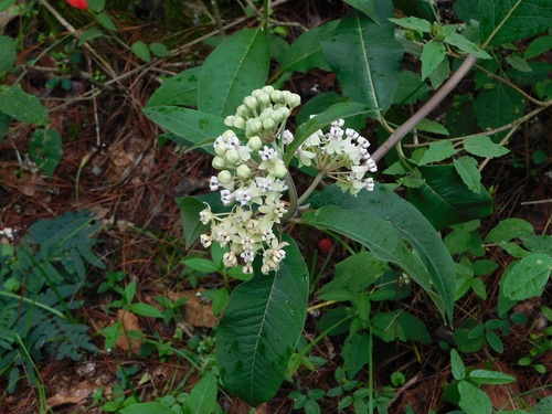 Asclepias similis (Asclepias similis)